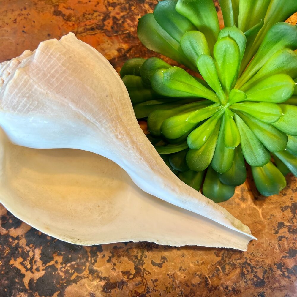 Large Natural & Beautiful Shell - Picture 8 of 8